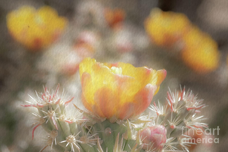 1625 Watercolor Cactus Blossom Photograph by Kenneth Johnson