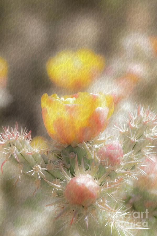 1626 Watercolor Cactus Blossom Photograph by Kenneth Johnson