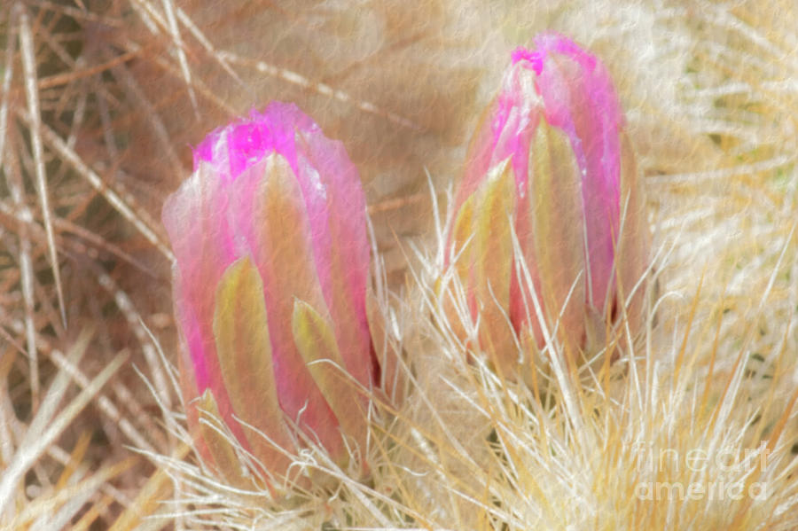 1627 Watercolor Cactus Blossom Photograph by Kenneth Johnson