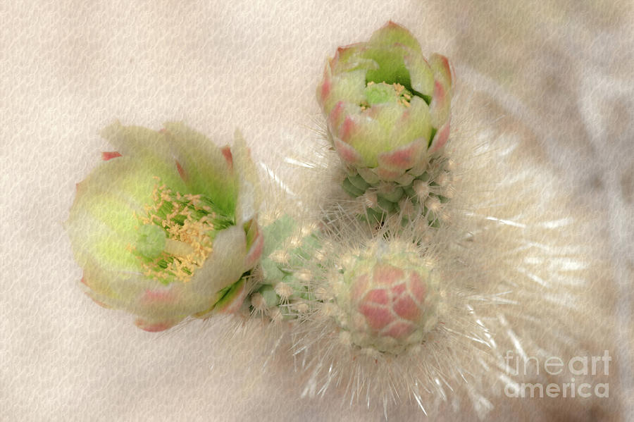 1628 Watercolor Cactus Blossom Photograph by Kenneth Johnson