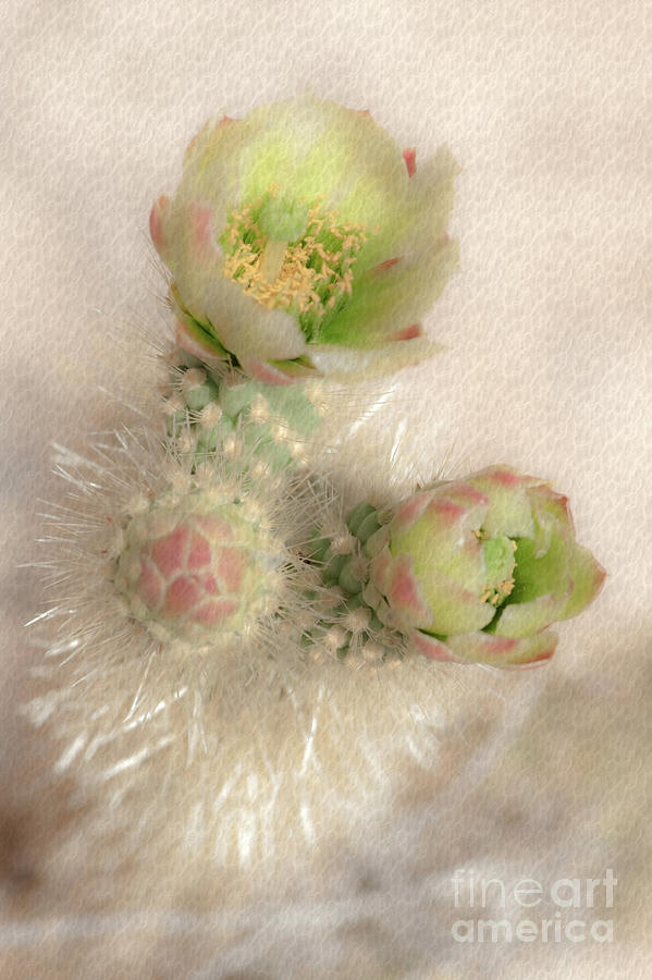 1629 Watercolor Cactus Blossom Photograph by Kenneth Johnson