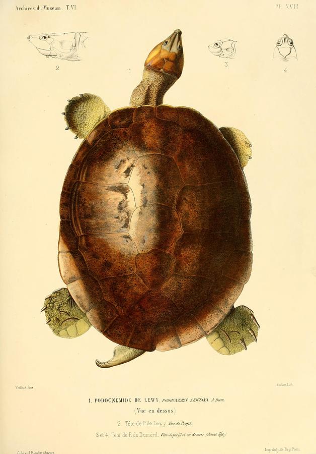 Vintage Turtle and Tortoise illustrations Mixed Media by Beautiful ...