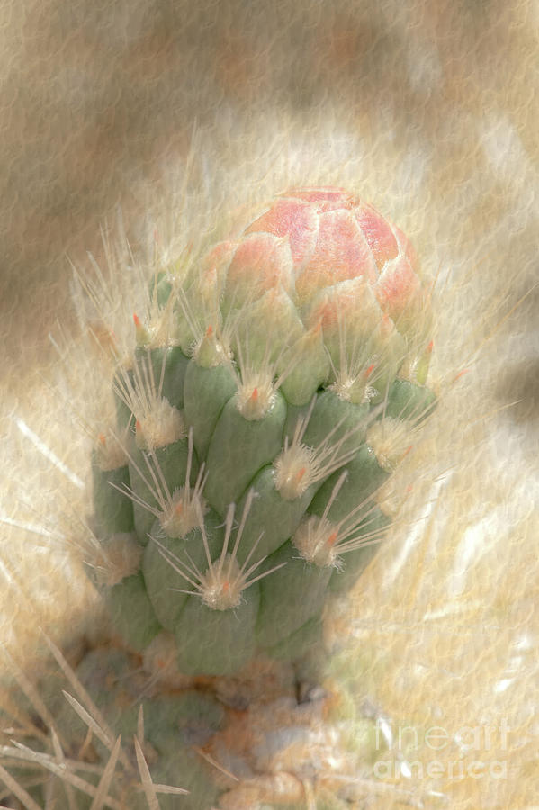 1630 Watercolor Cactus Blossom Photograph by Kenneth Johnson