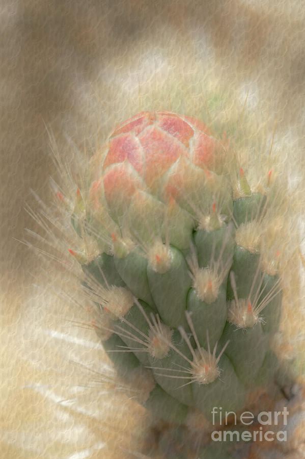 1631 Watercolor Cactus Blossom Photograph by Kenneth Johnson