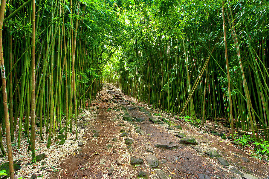 1637 Bamboo Forest Photograph