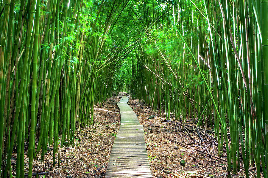 1638 Bamboo Forest Photograph