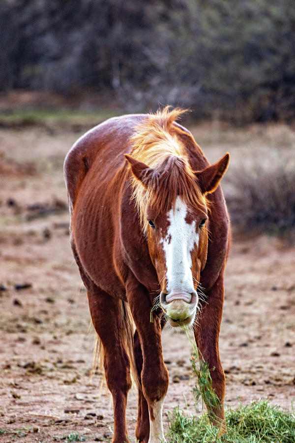 Salt River Arizona Wild Horses Photograph By Al Ungar - Fine Art America