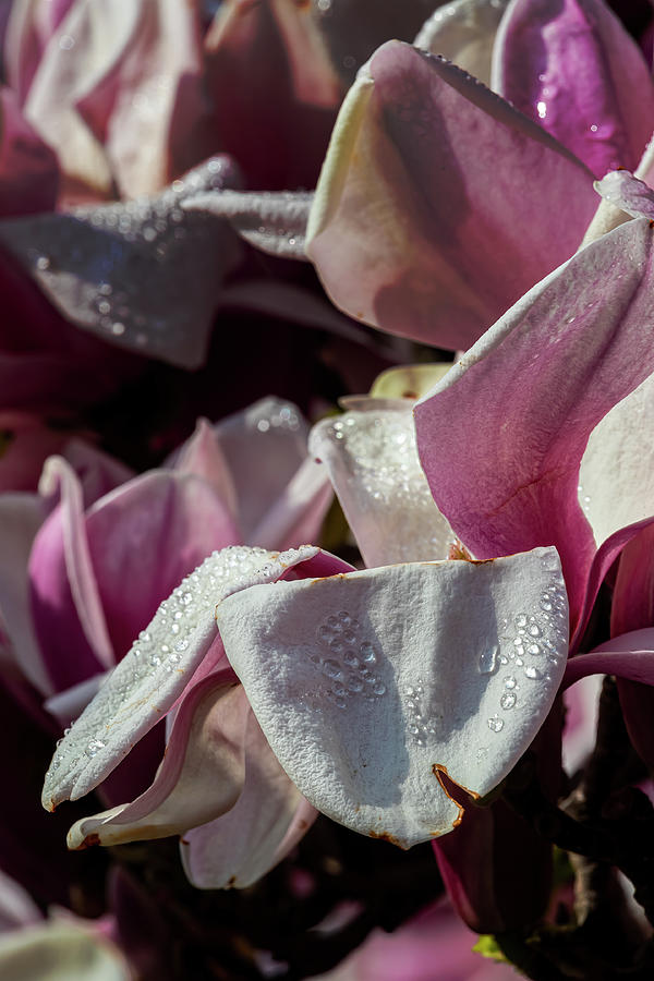 Magnolia Blossoms #165 Photograph by Robert Ullmann