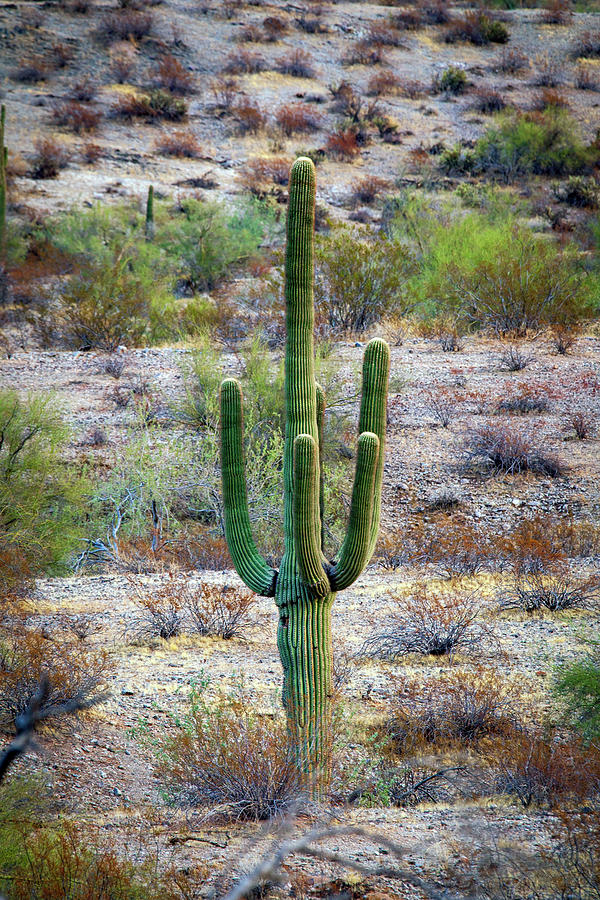 1655 Lone Saguaro Photograph by Steve Sturgill
