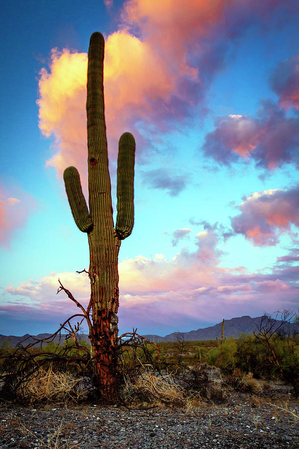 1659 Saguaro Sunset Photograph by Steve Sturgill