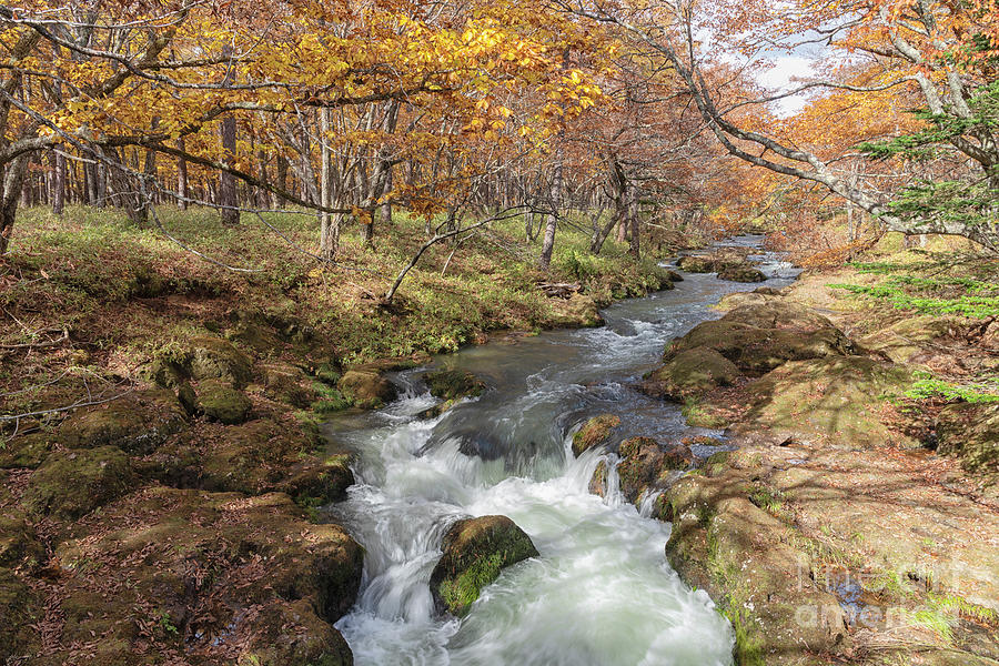 Fall colors of Nikko Japan #167 Photograph by Kiran Joshi
