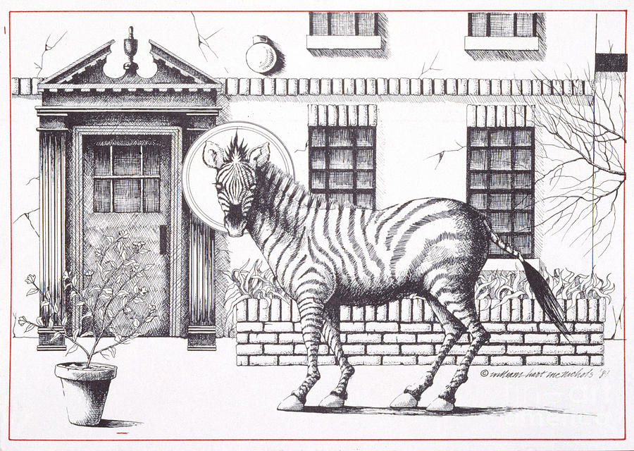 16th Street Zebra NYC Drawing by William Hart McNichols