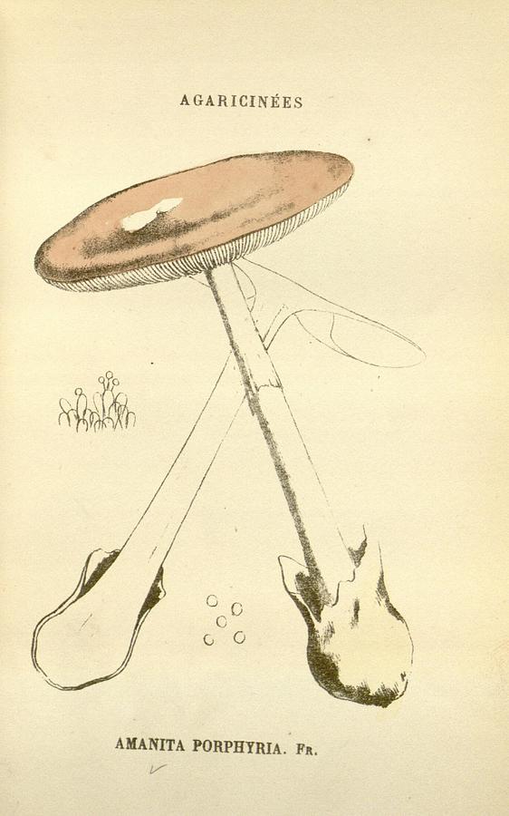 Antique Mushroom Illustration #17 Mixed Media by World Art Collective
