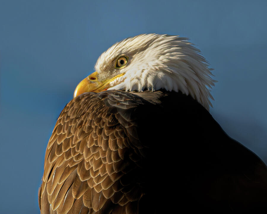 Bald Eagle #17 Photograph by Alan Moore Bald Eagle #17 Photograph by Alan Moore