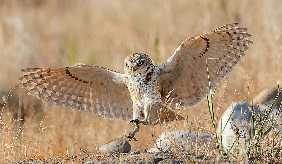 Burrowing Owl  #17 Photograph by Dennis Hammer