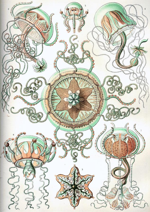 Ernst Haeckel Illustrations #17 Mixed Media by World Art Collective