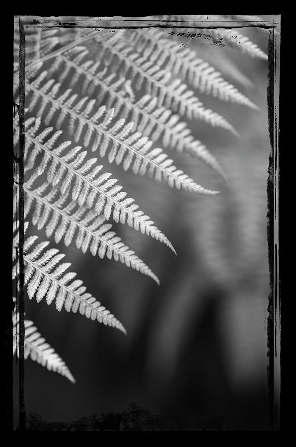 Ferns #17 Photograph by Alan Copson