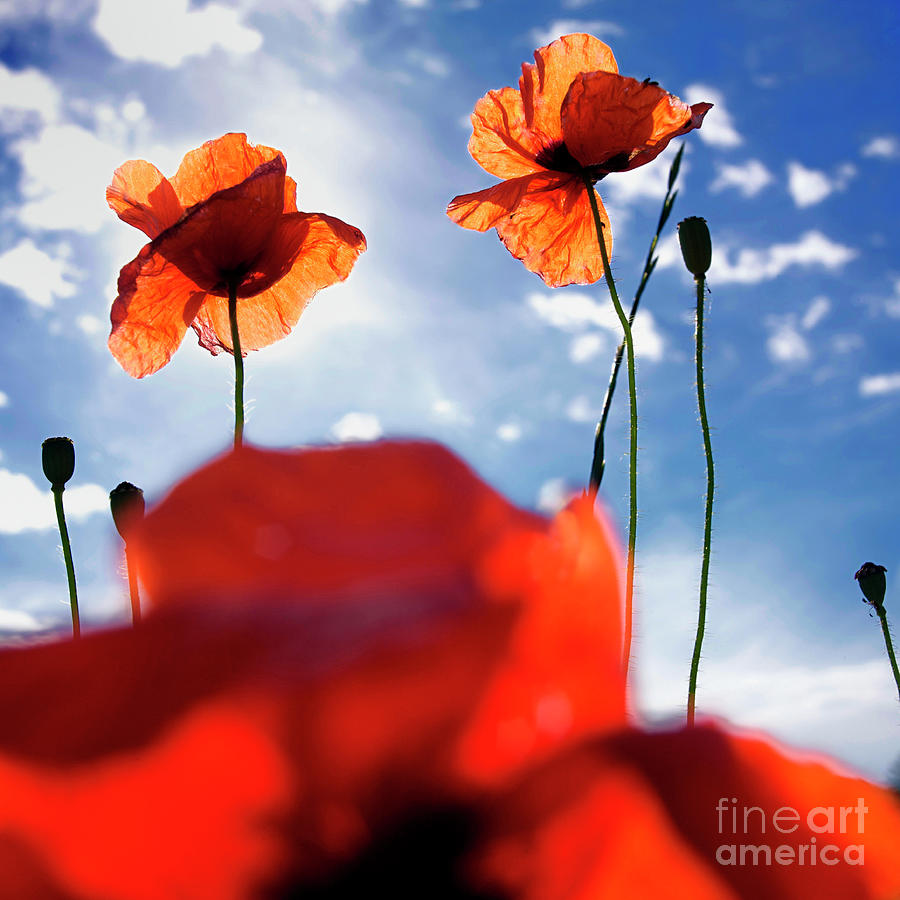 Poppy Photograph - Field of poppies #17 by Bernard Jaubert