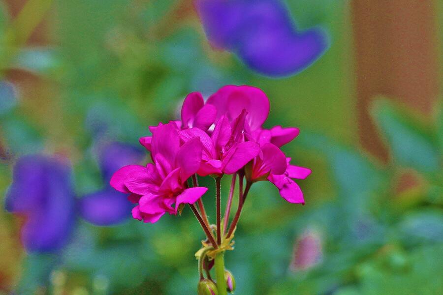 Flower #17 Photograph by John Walsh Flower #17 Photograph by John Walsh