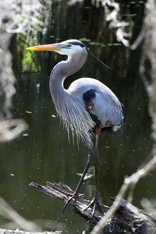 Great Blue Heron Florida  #17 Photograph by Bob Savage
