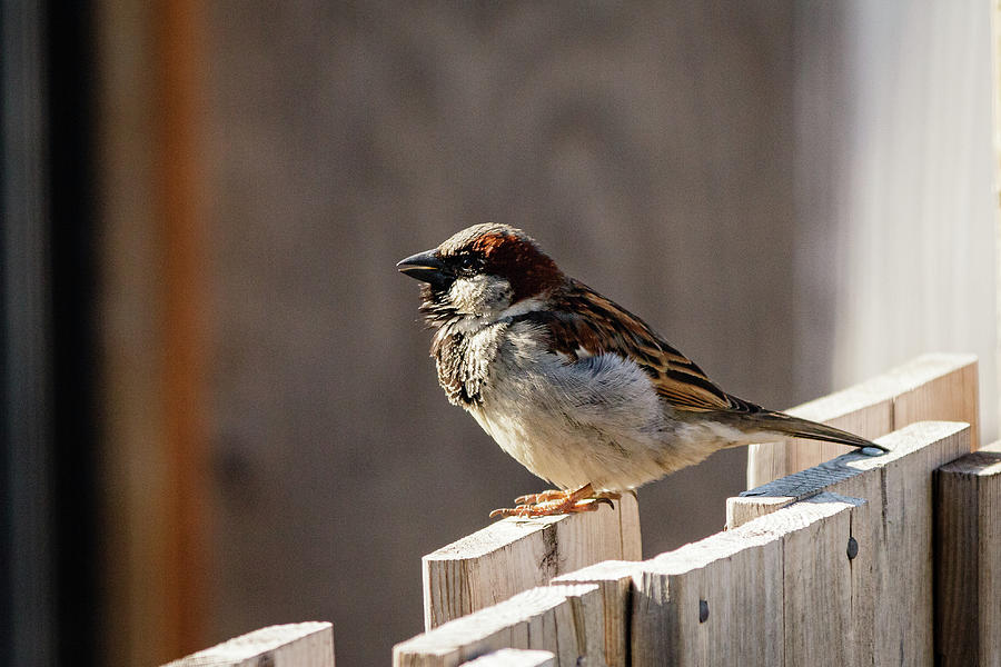 House Sparrow on a fence #17 Photograph by SAURAVphoto Online Store