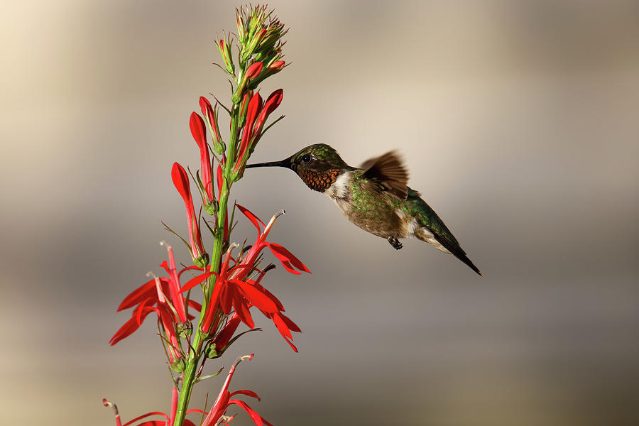 Hummingbird #17 Photograph by Brook Burling