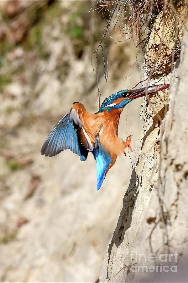 Kingfisher #17 Photograph by Jorgen Norgaard