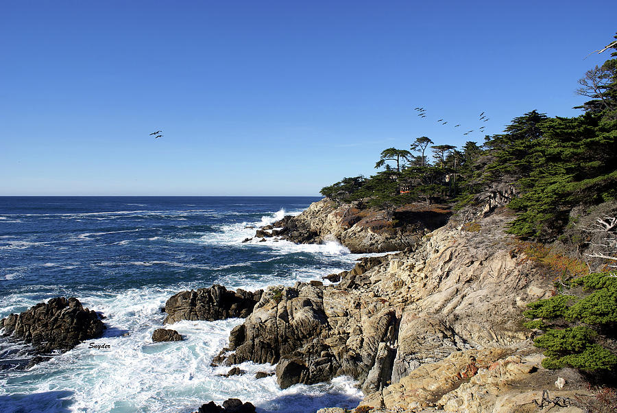17 Mile Drive II Photograph by Barbara Snyder