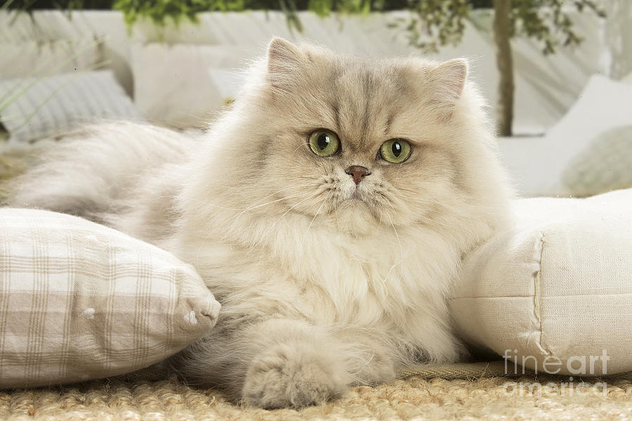 Persian Cat indoors Photograph by JeanMichel Labat Fine Art America