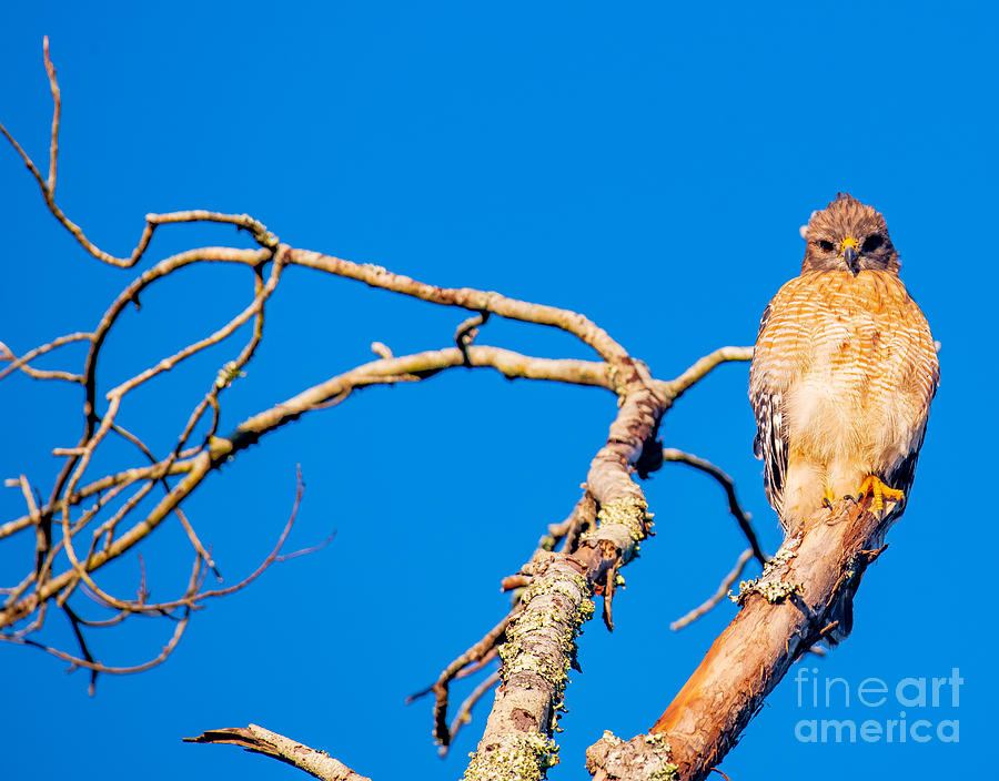 Red Shouldered Hawk Photograph By Michael Oliver Pixels