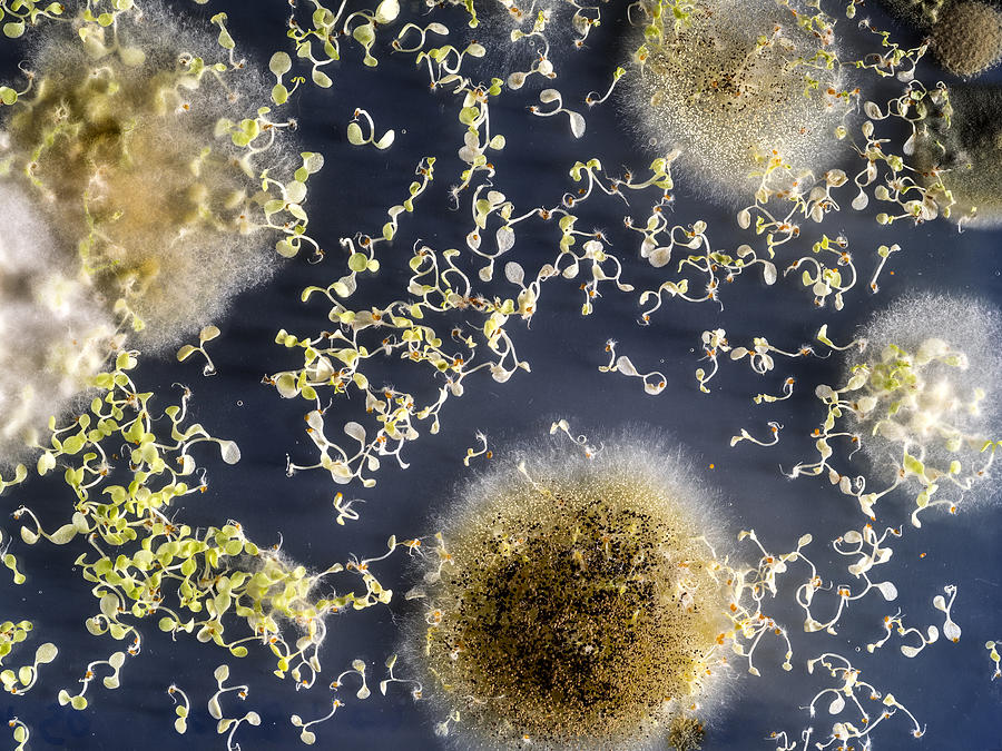 Seeds germinating in condition of decomposition with fungi in a plate of gel MS with antibiotics. Petri dish with Arabidopsis mutant seedlings. Spain #17 Photograph by Jose A. Bernat Bacete