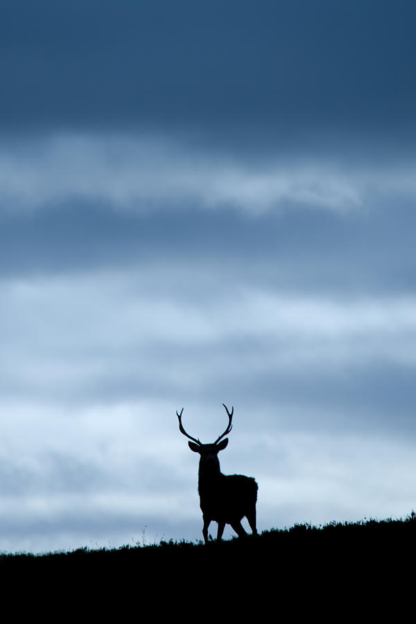Stag Silhouette #17 Photograph by Gavin MacRae