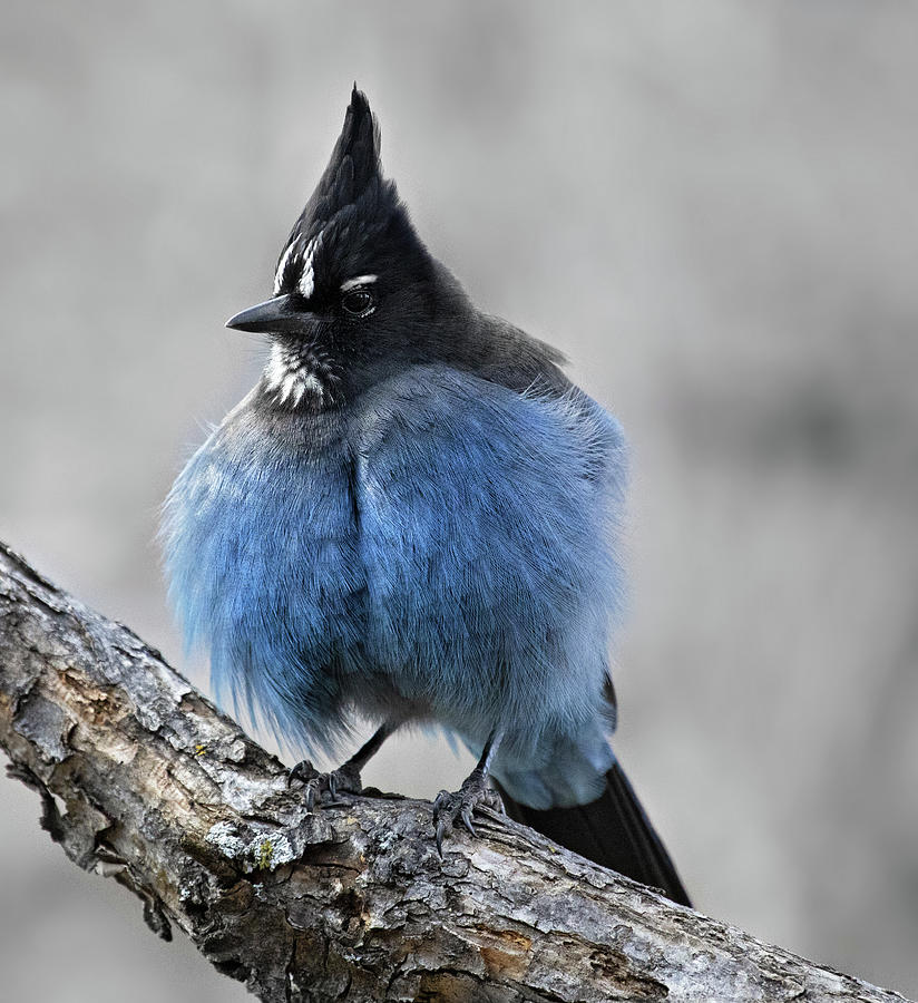 Steller's jay Photograph by Selena Ross | Fine Art America