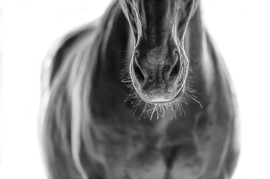 Horse Photograph - Untitled #18 by Ryan Courson