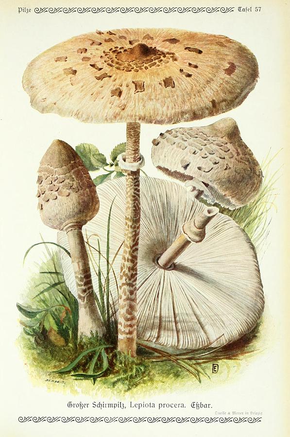 Vintage Fungi Illustrations #17 Mixed Media by World Art Collective