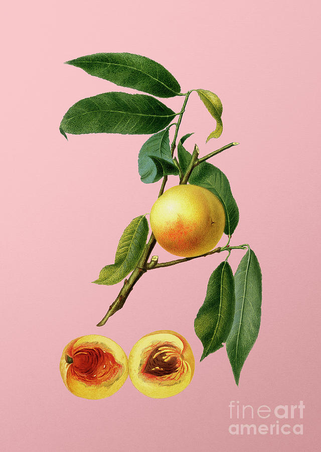 Vintage Peach Botanical Illustration On Pink Painting