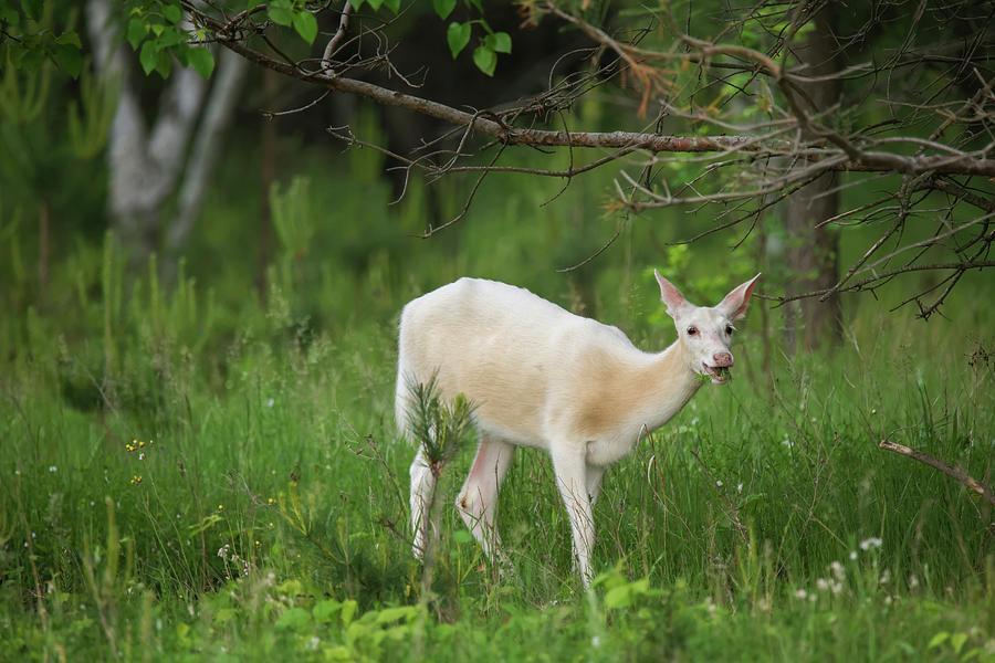 White Deer #17 Photograph by Brook Burling