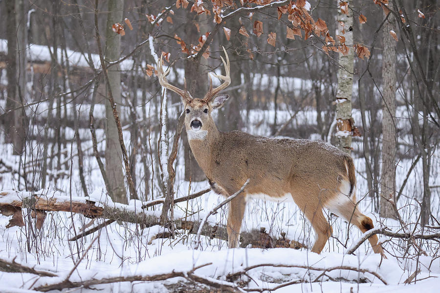 Whitetail Buck #17 Photograph by Brook Burling