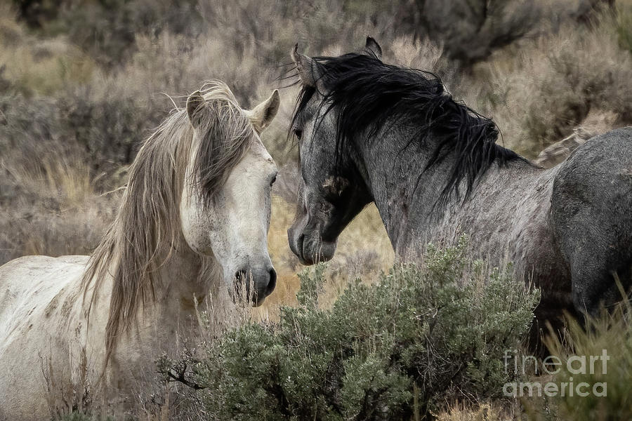 Wild Horses #17 Photograph by Julie Argyle