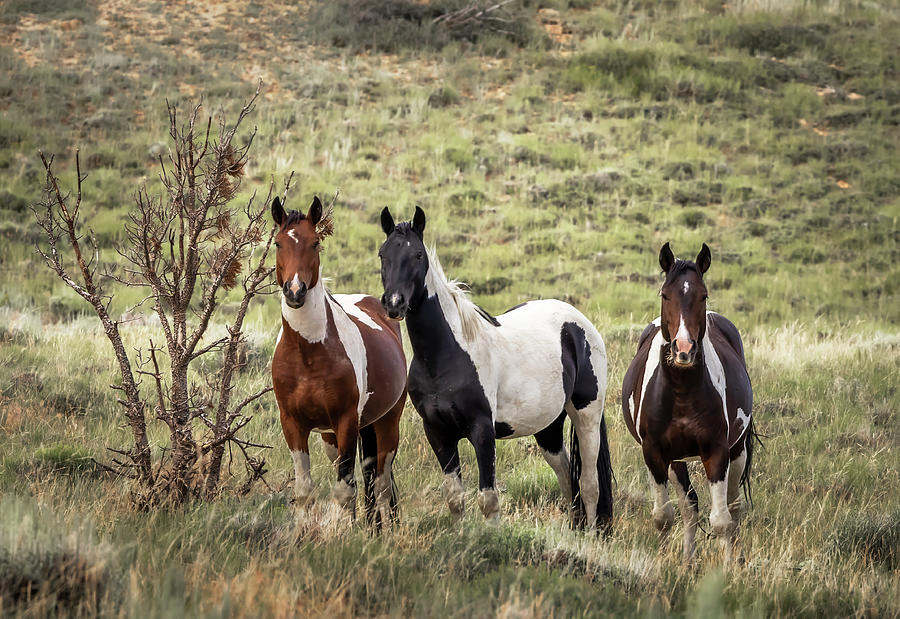 Wild Horses #17 Photograph by Laura Terriere