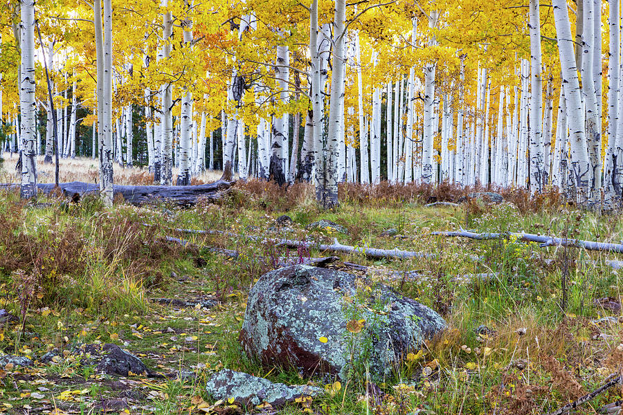 1703 Fall Colors of Northern Arizona Photograph by Steve Sturgill