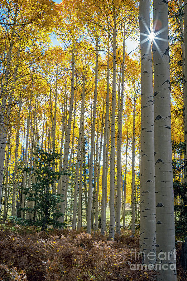 1706 Flagstaff Fall Colors Photograph by Steve Sturgill