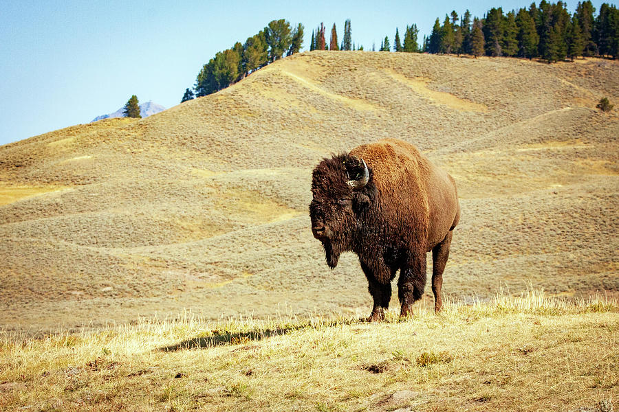 1710 Lone Bison Photograph by Steve Sturgill