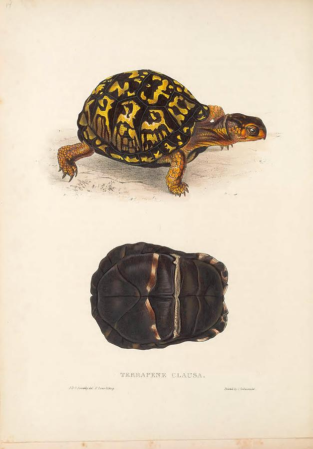 Vintage Turtle and Tortoise illustrations #172 Mixed Media by World Art ...