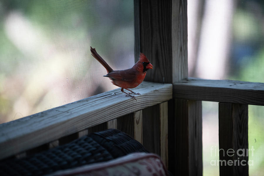 Red Bird - Happy Morning Visitor Photograph by Dale Powell