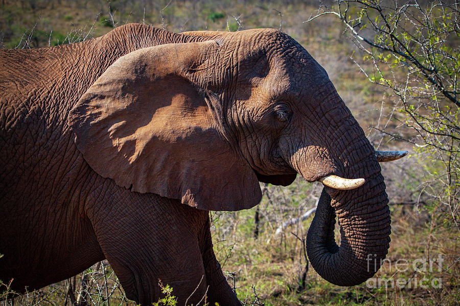 1753 African Elephant Photograph by Steve Sturgill