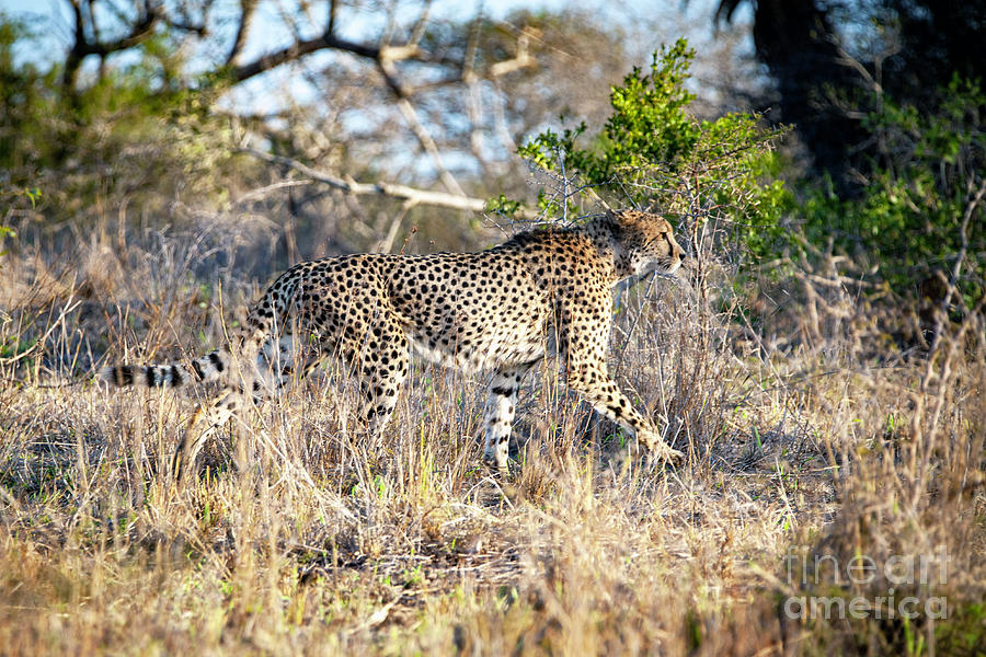 1756 Cheetah Photograph by Steve Sturgill