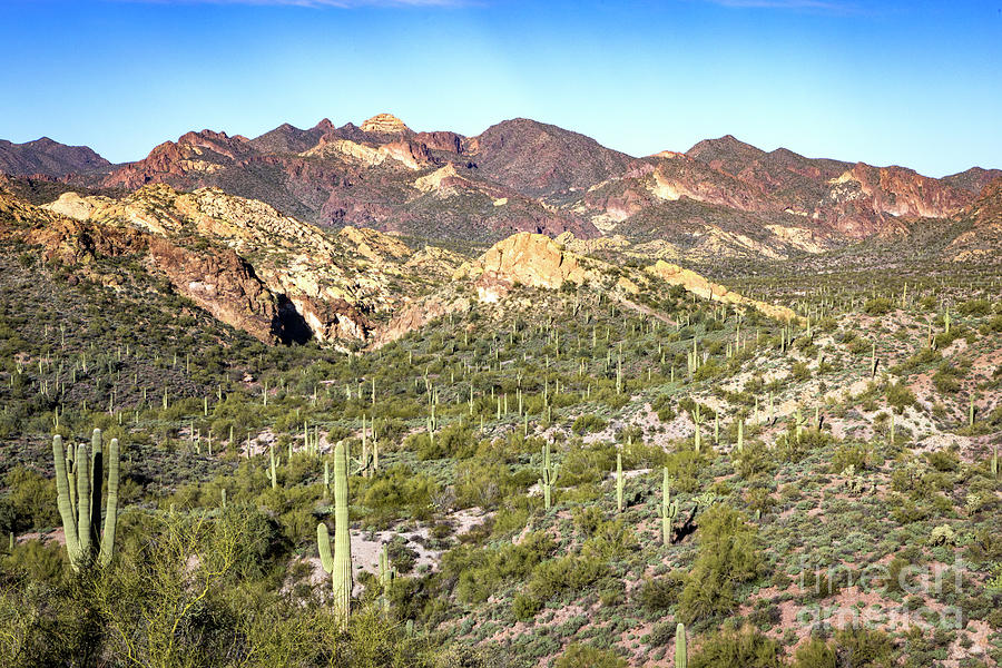 1767 Apache Trail Desert View Photograph by Steve Sturgill