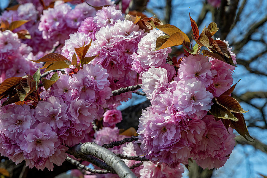 Cherry Trees Photograph