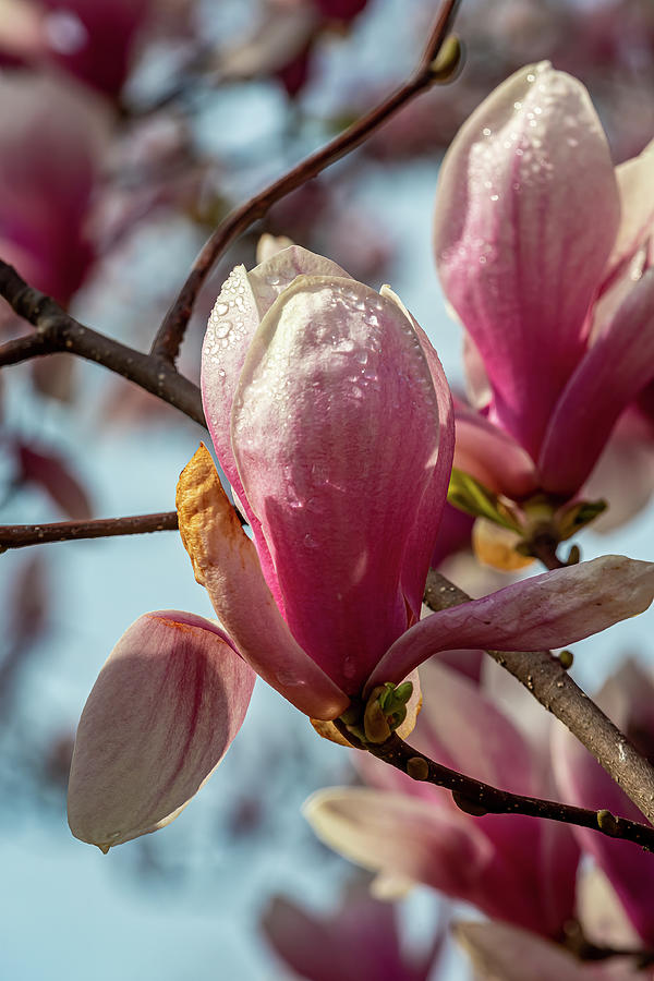 Magnolia Blossoms #179 Photograph by Robert Ullmann
